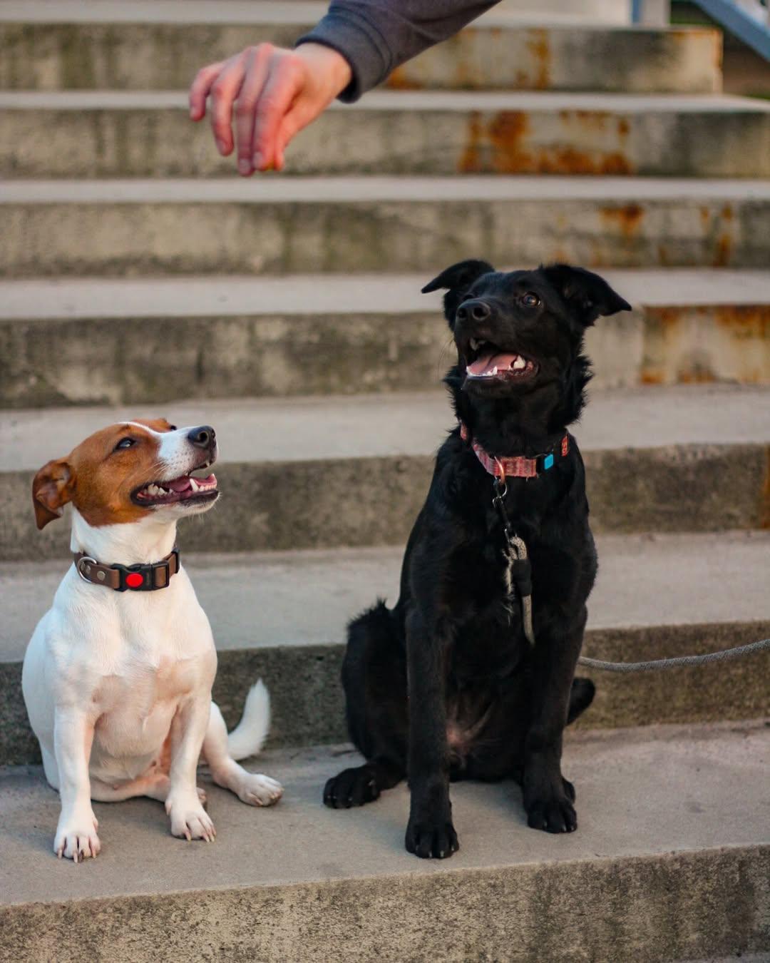 Dogs together Dogs together
