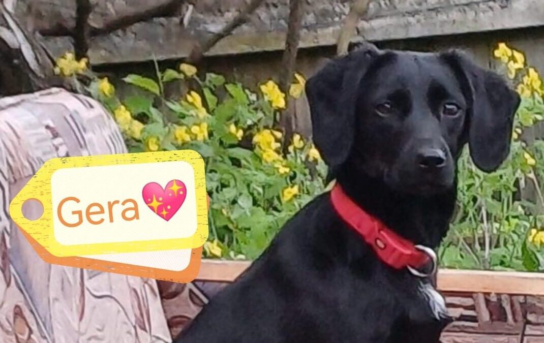 Reserved:UK Based (Godalming, GU7)- GERA-9 months old -small size-URGENT