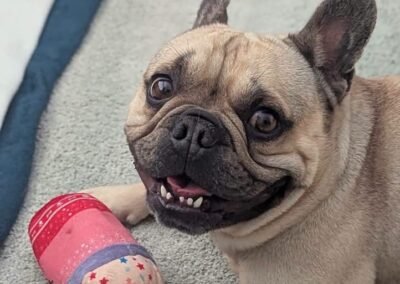 Reserved: UK Surrender (High Peak SK22): Bear- 4-year-old French Bulldog boy
