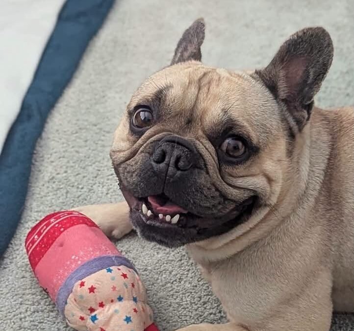 Reserved: UK Surrender (High Peak SK22): Bear- 4-year-old French Bulldog boy