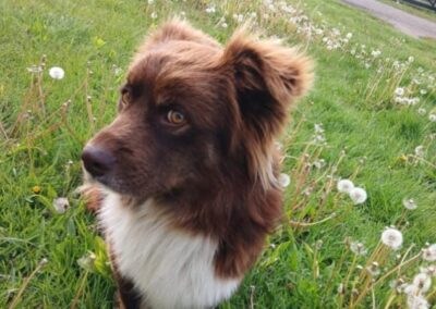 Already in the UK (West Sussex, PO22): Gudwin- small boy with special need- Kokoni type- 2 years old- Reduced Fees