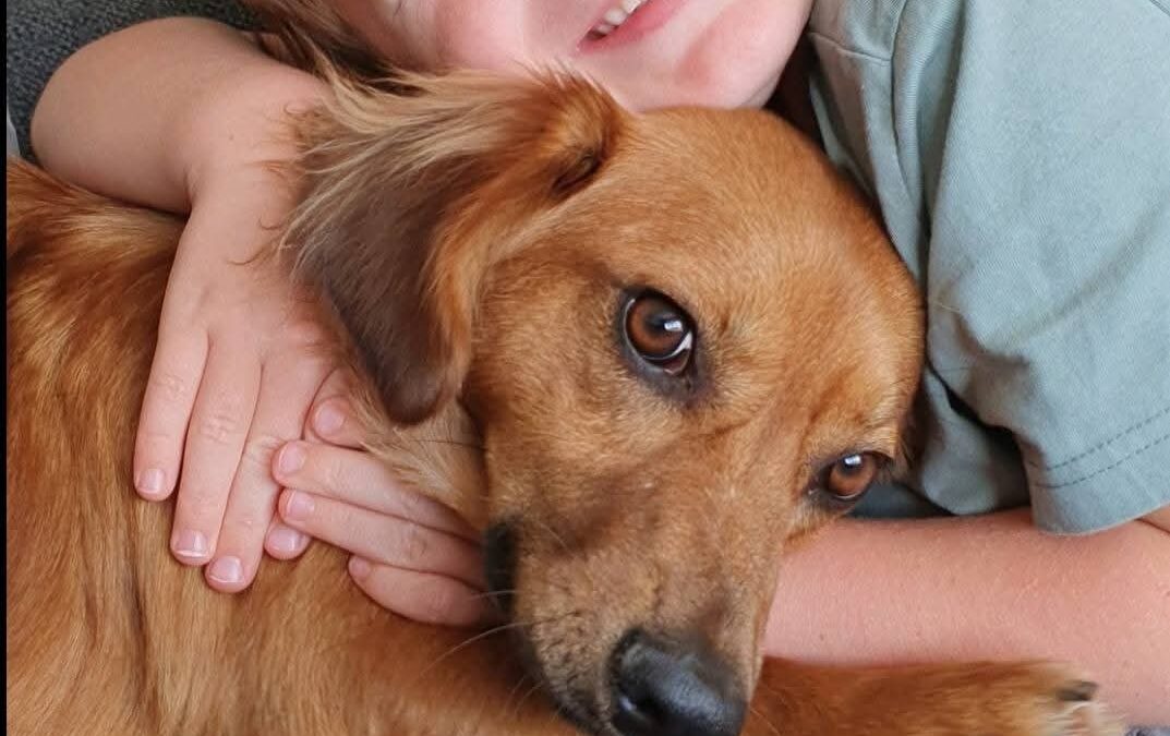 Reserved: UK Surrender (Burton on Trent, DE13): Sandy—3,5 yo – small size -Dachshund–Spaniel mix