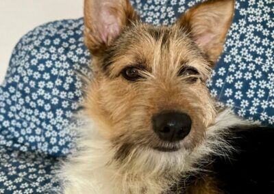 URGENT: Foster or Home (currently in Birmingham):Angie – 14 months young girl -perfect lower-medium size
