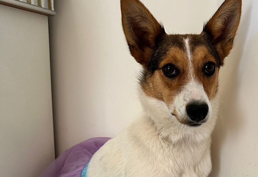 Feya (Fairy)- vey smallish-medium size-10-11-month-old- Ukraine war dog-arrival August 22