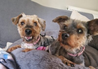 UK Surrender-URGENT:ONLY 2 DAYS LEFT – Temporary or life-long foster for 2 tiny senior girls- no adoption fee