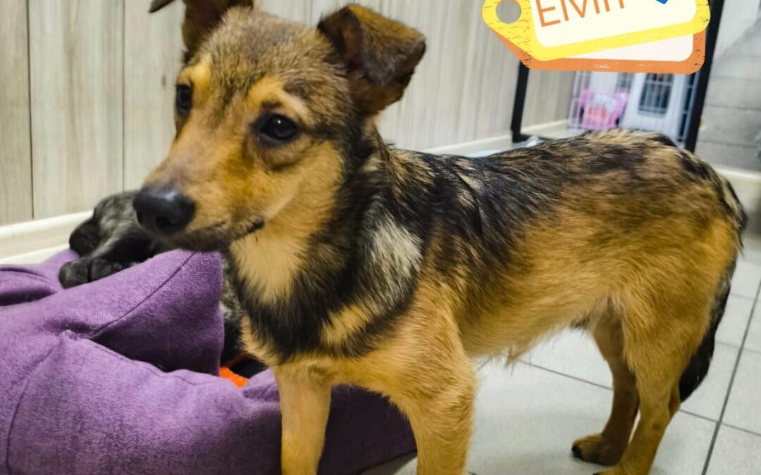 Reserved Elvin-small size boy- 8-9 months old- arrival July,18