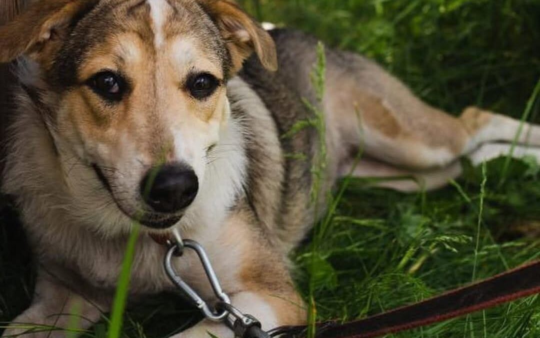 UK Based (Carlton, DN14):NINA – 1 year-old -medium girl