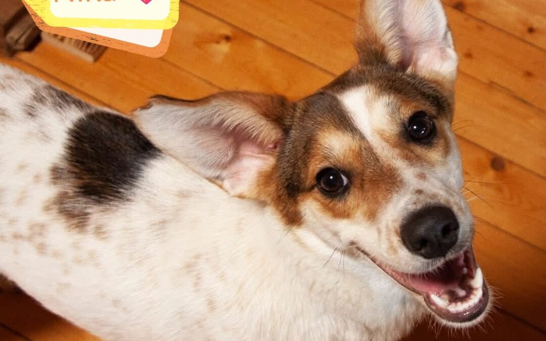 UK Based (Kent, ME13): Nika –  1year old – Small Medium girl