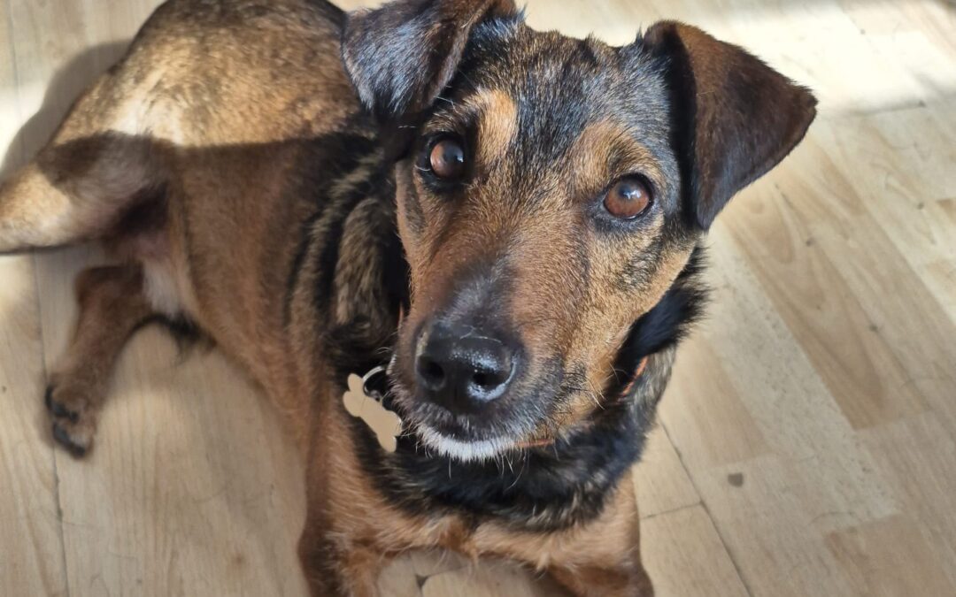 UK Based(ESSEX, CM1): SUPER Stas- upper small size- 3.5-year-old boy- Ukraine war dog