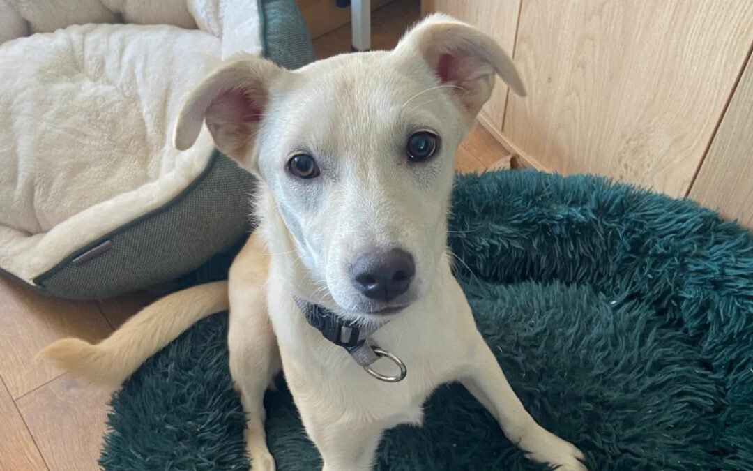 Reserved:UK Based (Mansfield NG21): Tosca, A Ray of Sunshine- 10-month-old lower-medium girl- Reduced Fees (rehomimg)