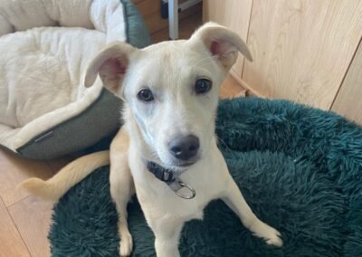 Reserved:UK Based (Mansfield NG21): Tosca, A Ray of Sunshine- 10-month-old lower-medium girl- Reduced Fees (rehomimg)