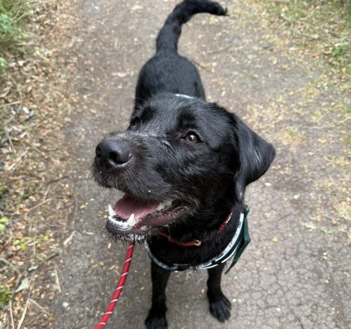 URGENT FOSTER or HOME: UK Surrender (South Lincolnshire PE12)-Scout-11 mo-Labrador cross-REDUCED ADOPTION FEES