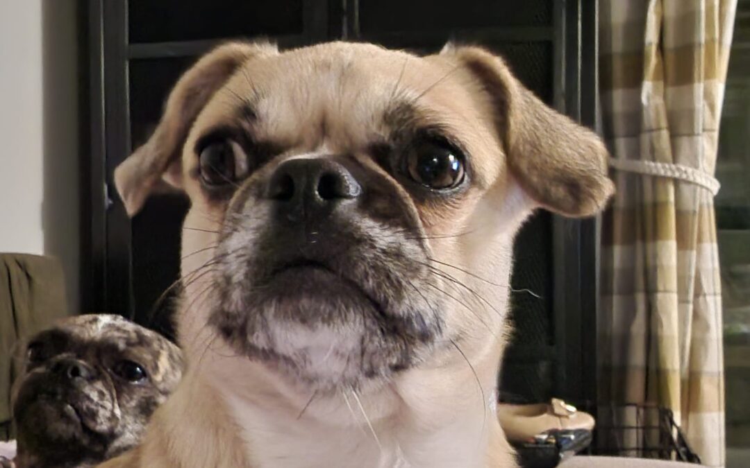 UK Surrender (Dorset DT4): Lola 2 -18-month-old Pug/Frenchie mix- small size- Reduced Fee