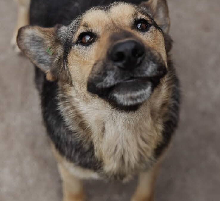 URGENT:FOSTER or HOME: Baks-smallish-medium -2-year-old boy-South Lincolnshire (PE11)