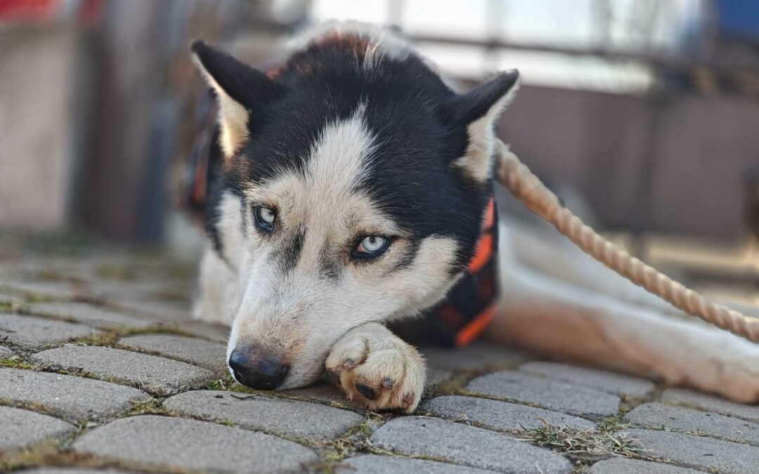 Hasan- 4-year-old- medium/upper-medium Husky boy- Ukraine war dog-arrival September