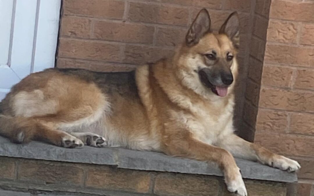 UK Based (Retford, DN22): LEIA-4,5 -year-old German Shepherd -upper medium girl-Ukraine war dog