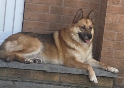 Very much overlooked UK Based (Retford, DN22): LEIA- amazing 4,5 year-old-upper medium girl-  GSD –