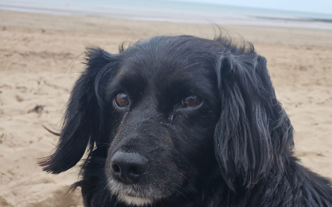 UK Based (Wales): Dottie -2-3 year-old very small girl- Spaniel/Dachshund cross