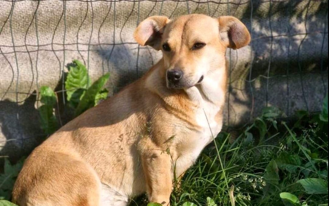 Iris-1-year old girl- small size- Ukraine war dog-arrival August 21
