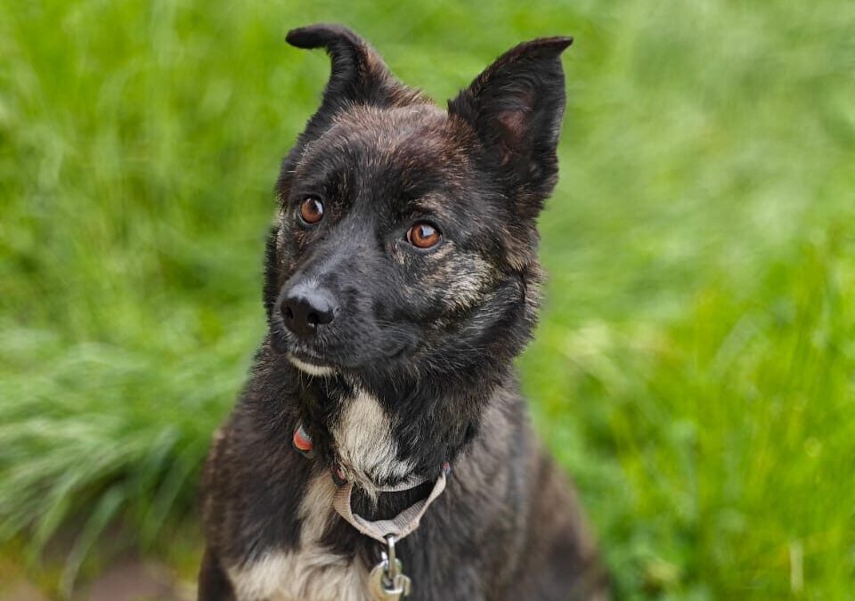 JUJU- 1.5-year-old female- lower medium -Ukraine war dog-arrival August 21