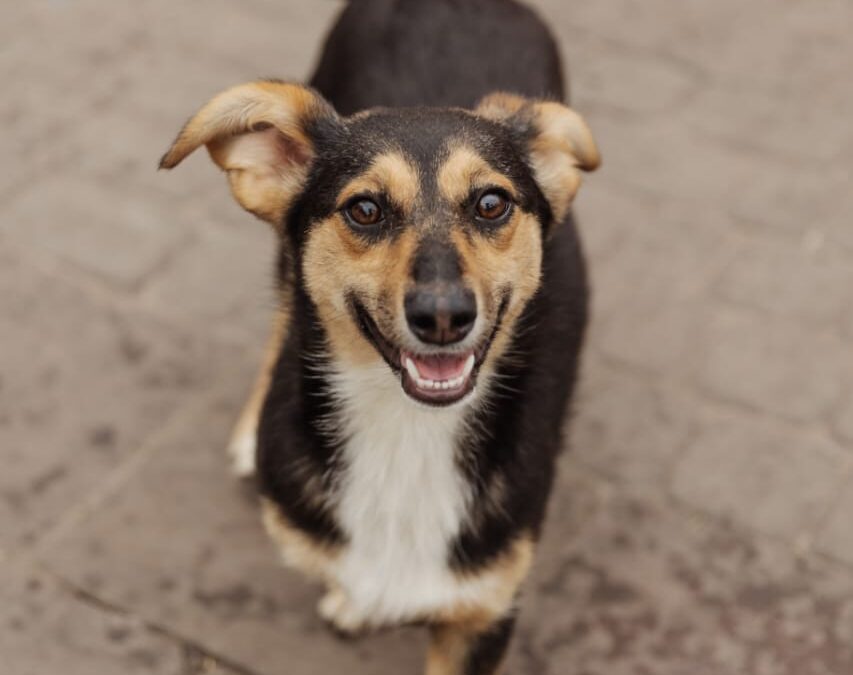 Tony-1-year-old – small-sized girl- Ukraine war dog-arrival August 21