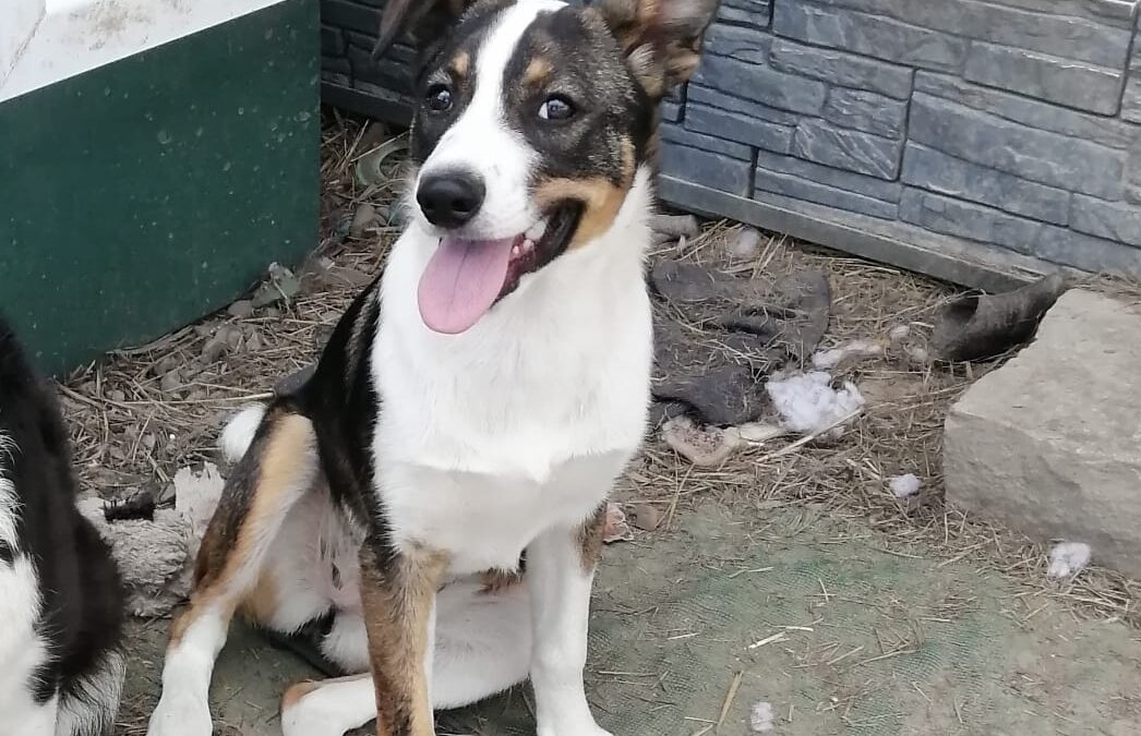 Sesi- 7-month-old – lower-medium size girl- Ukraine war dog-arrival August 21