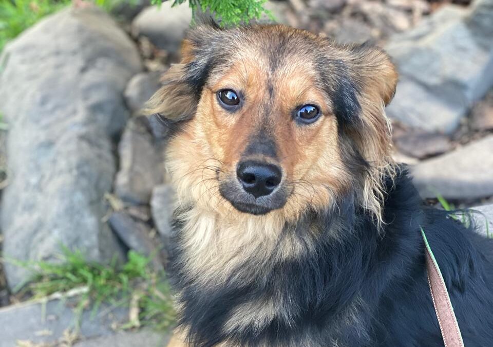 Elvis- 1year old boy- small size- Ukraine war dog-arrival August 21