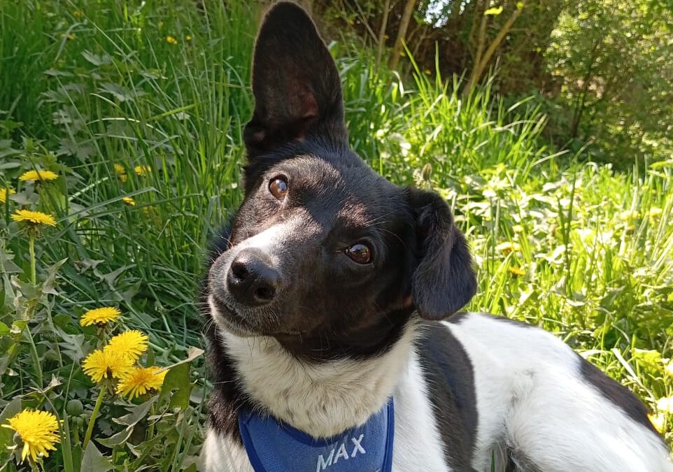 Javy- 8+ mo girl-smallish-medium size- Ukraine war dog-arrival August 21