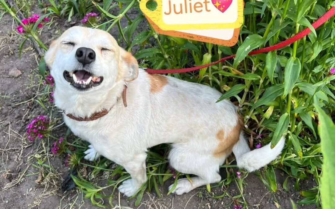 UK Based (Croydon, CR0): Juliet-2-3 years old- small-sized girl-Chihuahua cross