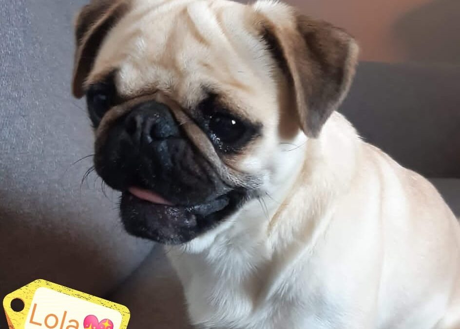 UK Surrender (Midlands): LOLA – Playful 2 yo Pug Princess Looking for Her Perfect Home