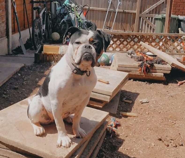 URGENT:UK Surrender (currently in Walsall, WS9): Luna- Bulldog cross- 2 years old -Foster or Adopt