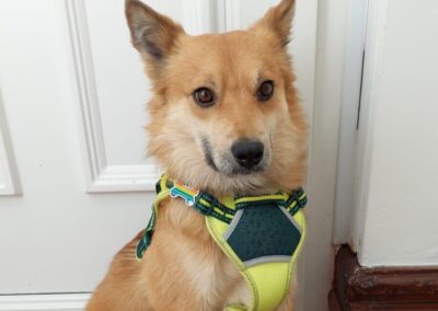 Reserved: UK Based (South Yorkshire,S75): Ryzhik – 2 years old boy- small/lower-medium