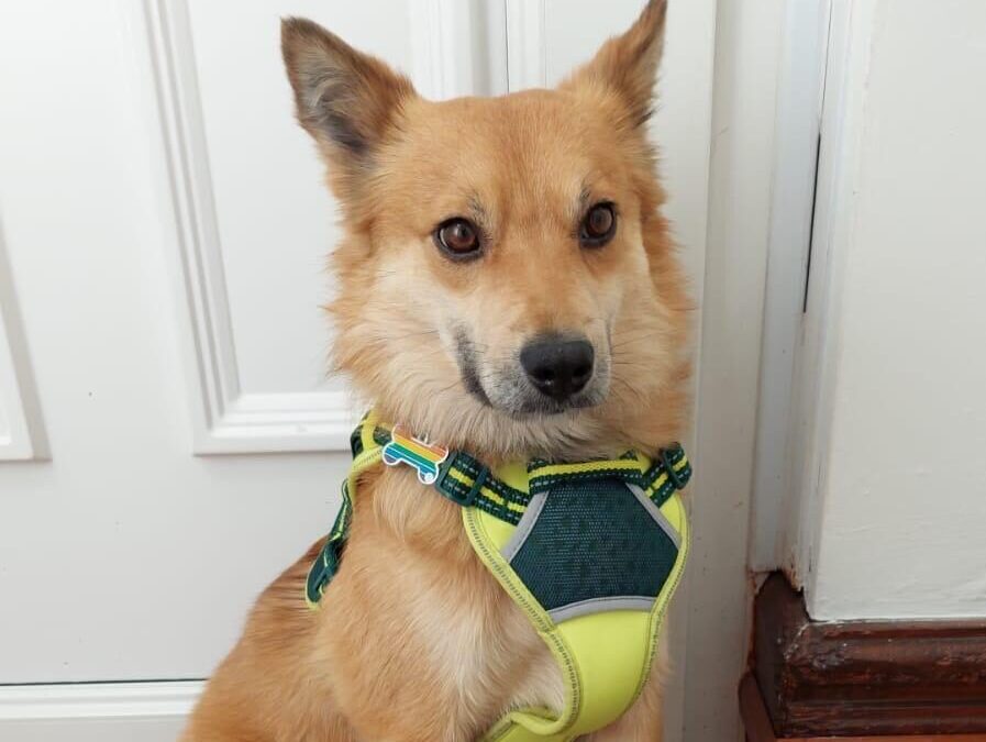 UK Based (South Yorkshire,S75): Ryzhik – 2 years old boy- small/lower-medium