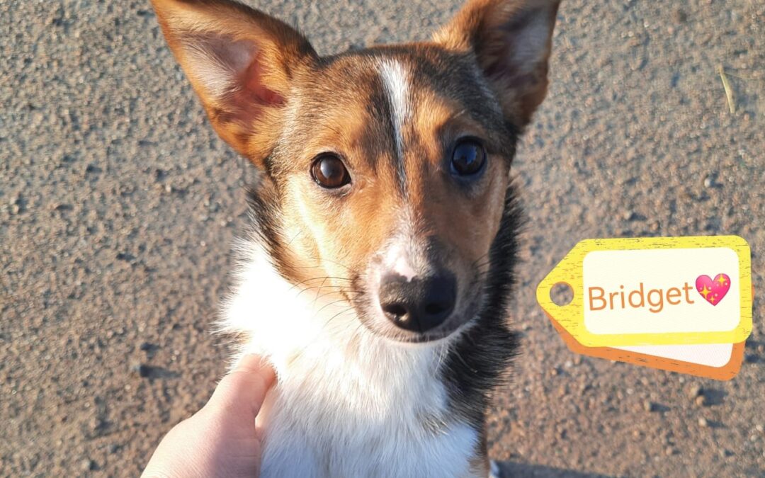 Resrved: UK Based (Lincoln LN1 ): Bridget- 8-9 months old girl- small size