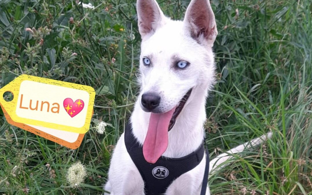 Luna – 10-month-old – lower medium girl