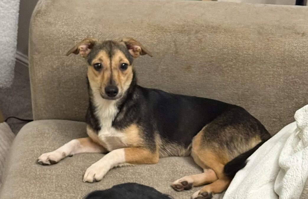 UK Based (Rayleigh, Essex, SS6): Adele- 9-month-old girl- very small size