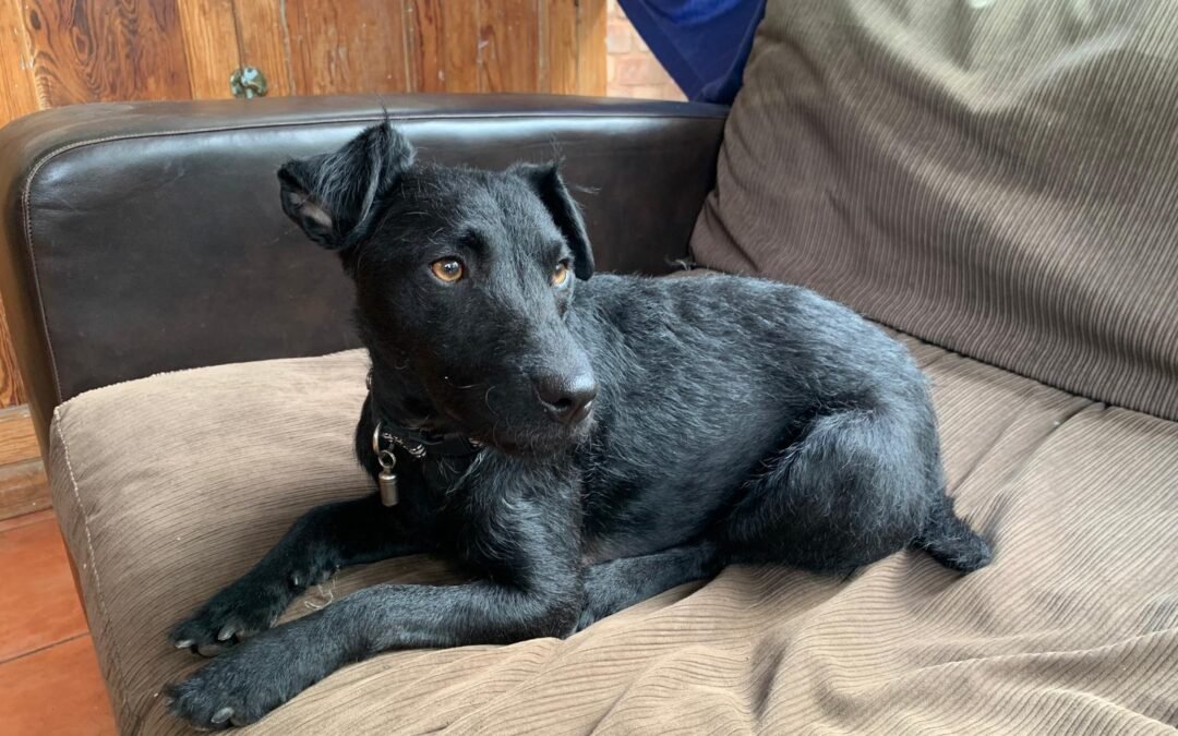 UK Surrender (Telford, Shropshire):Jake- 2 years old Patterdale Cross boy-small-to-low medium- Reduced Adoption Fee