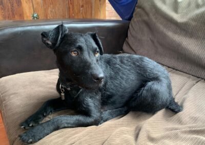 UK Surrender (Telford, Shropshire):Jake- 2 years old Patterdale Cross boy-small-to-low medium- Reduced Adoption Fee