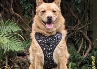 UK Based (East Sussex BN8) Reggie – 2-year-old lower-medium boy, friendly & social