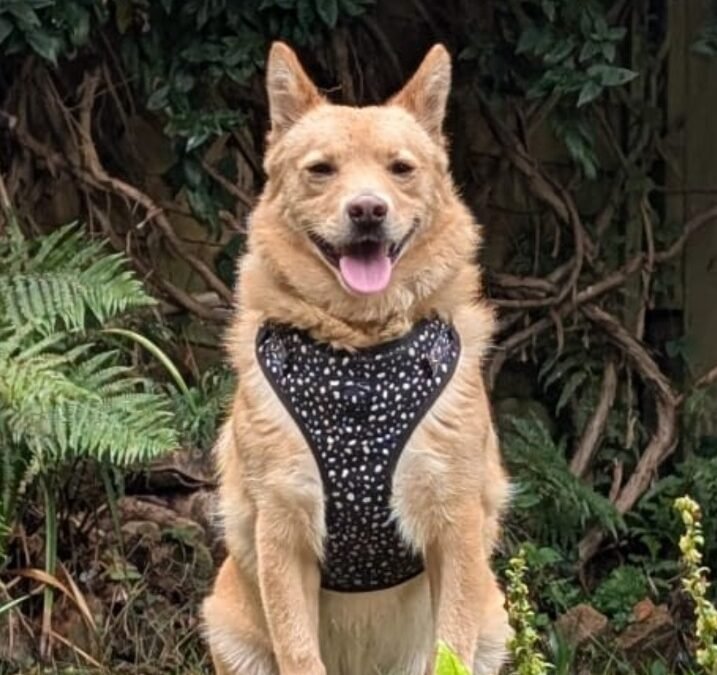 UK Based (East Sussex BN8) Reggie – 2-year-old lower-medium boy, friendly & social