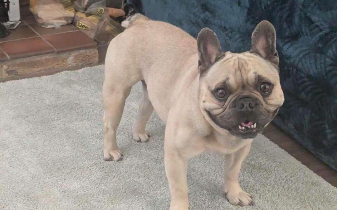 UK Surrender (Hampshire GU32): Bear- 4-year-old French Bulldog boy- Reduced Fees