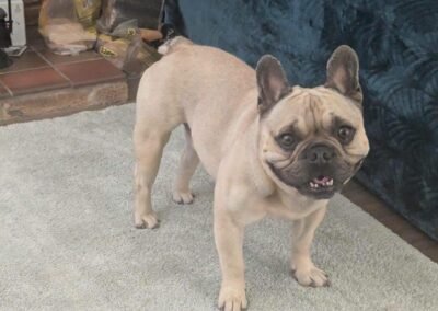 UK Surrender (Hampshire GU32): Bear- 4-year-old French Bulldog boy- Reduced Fees