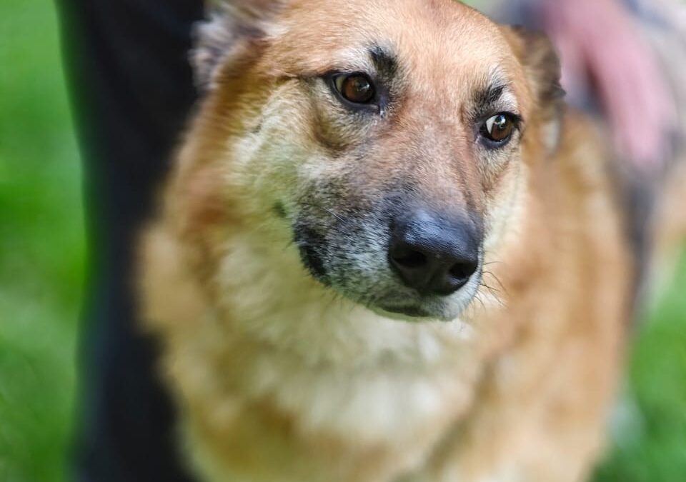 URGENT: UK Based (Retford, DN22): LEIA- loyal 5,5 year young-upper medium girl-  GSD