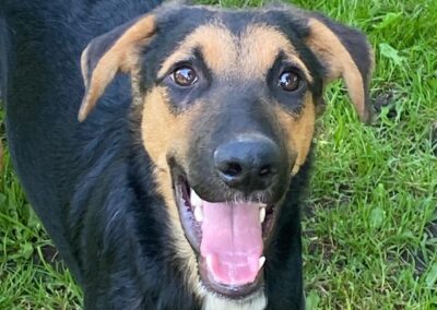 URGENT:UK Based (Stockton-on-Tees TS2, North-East): Bruno- 10 month-old boy- Large size