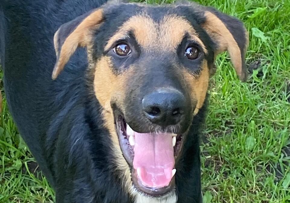 URGENT:UK Based (Stockton-on-Tees TS2, North-East): Bruno- 10 month-old boy- Large size