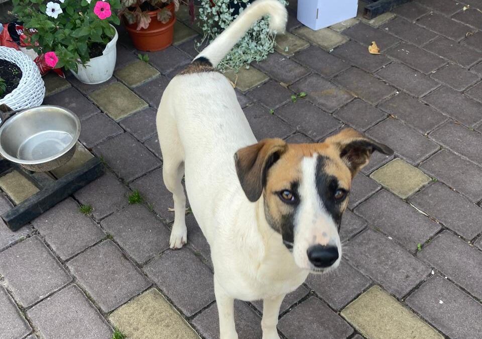 Zayka- 9 month-old – medium – Ukraine war dog-arrival 16 January