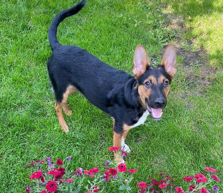 Reserved: Connor-7 month-old boy (will be 8 in November)- growing into medium/upper-medium size- Ukraine war dog-arrival November 28