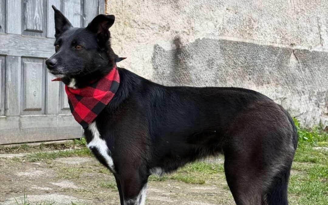 URGENT FOSTER or ADOPT: UK Based (Stoke-on-Trent, ST4): Carmen- 3-4 year-old girl- smallish medium (below the knee)