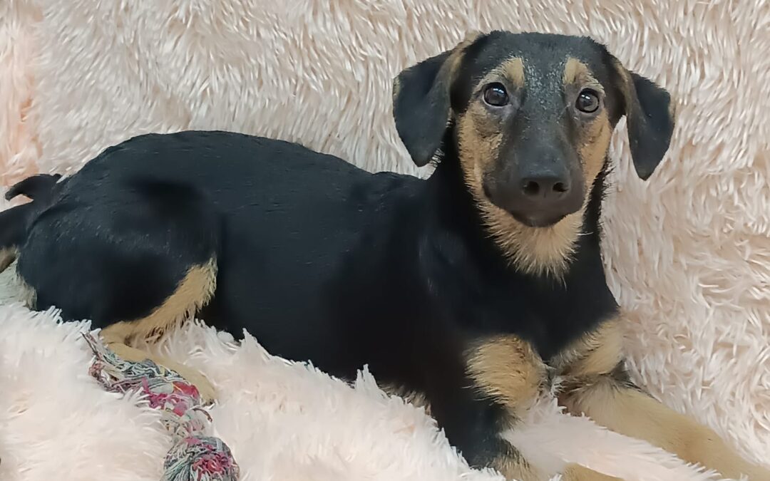 Reserved Polly – 7-8 months old miniature  girl -arrival September 19
