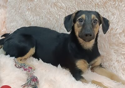 Reserved Polly – 7-8 months old miniature  girl -arrival September 19